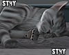♥  Cat