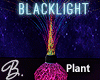 *B* Blacklight Plant