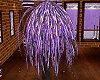 Lavender Weeping Cherry