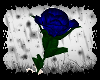 B' +Blue Rose+