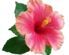 Single pink hibiscus