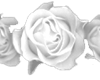 [i] White roses
