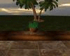 Patio Tropical Plant
