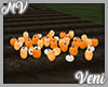 *MV* Pumpkin Patch