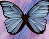 Butterflies Believe