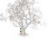 Winter Trees