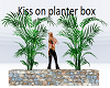 kiss on planter
