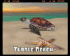 *Turtle Beach+