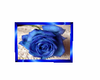 blue rose picture 2