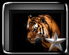 *mh* Tiger Art Blk Frame