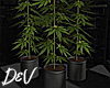 !D Weed Plant