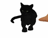 gatto nero mio