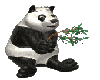 PANDA EATS BAMBOO