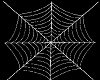 (K) white spider web