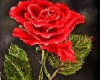 {Ivy}Scarlet Red Rose RM