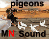 White Pigeons Sound