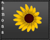 Daisy Hair