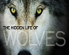 Hidden Life of Wolves