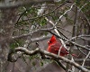 Cardinal in Snow Picture