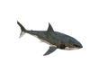 shark atack