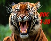 EYE OF THE TIGER PT 2