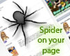 Spider on page