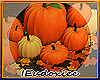 🍁2023 Fall Pumpkins