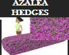 AZALEA HEDGES 3D