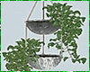 Hanging Plants