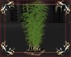 Shadow Plant