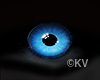 Blue Wolf  Eyes (M)