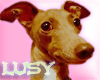 Lusy dog lovely