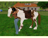 C~ Animated Horse