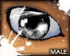(AA)M-Silver-eyes