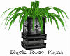 BlackRose Plant