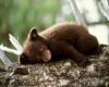 Cute Sleeping Bear Pic