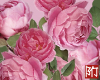 BN| Rose bush