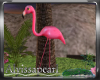 Island Flamingo