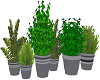 5Bdrm- WXL Herb Plants