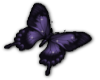 Purple butterfly L