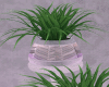 Trio plant