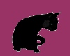 C* black cat animated