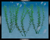 Sea Plants Animated