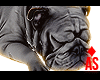 Adopt Adult Bulldog
