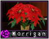 +Mor+ Pointsettia Plant