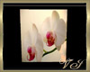 white orchid poster