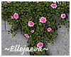 Hanging Ivy Pink Flowers