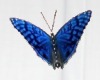[GM] Butterfly Blue 001