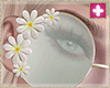 spring daisy shades G