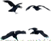 sS.S ANIMATED CROWS